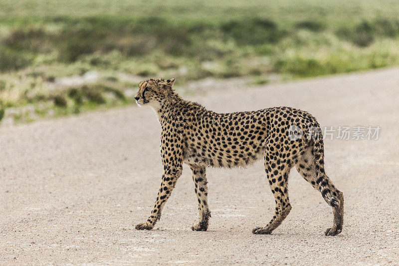 警惕，猎豹，Acinonyx jubatus，走在轨道上，Etosha_N.P。、纳米比亚